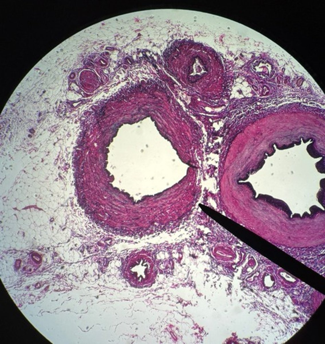 knowt flashcard image