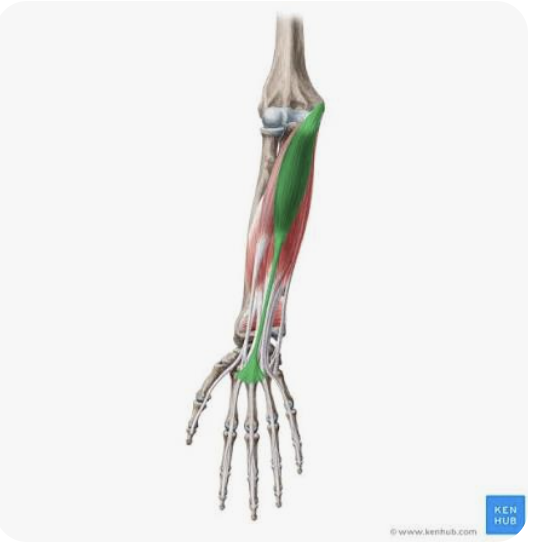 <p>O: Medial epicondyle of humerus </p><p>I: Palmar aponeurosis</p><p>A: Flexion of hand; weak flexion of forearm; tenses palmar aponeurosis</p><p>N: Median nerve</p>