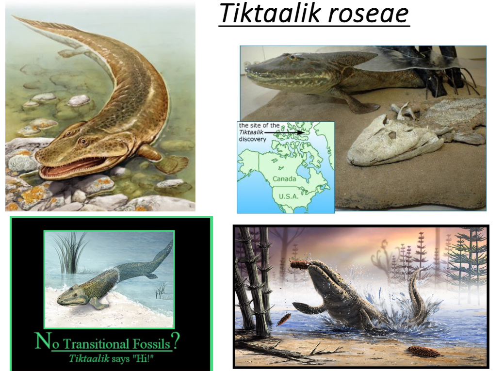 <p>Tiktaalik roseae (“fishapod”) Fossil History</p>