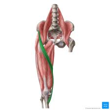 <p>Flexes, abducts, and laterally rotates the thigh</p>