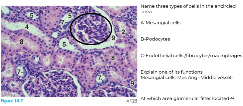 <p>basal lamina made from 2 layers - podocytes + endothelium - protect against loss of leukocytes, erythrocytes, large molecules</p><p></p><p>mesangial cells-rovide structural support, regulate blood filtration, and perform immune-like cleanup</p>