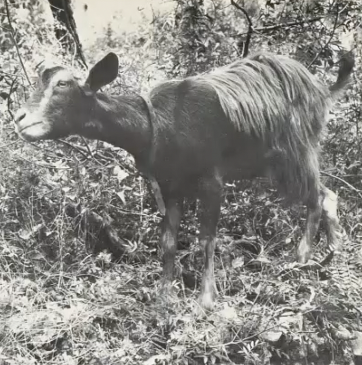 <p>1970; ecological intervention showing interaction between animal and environment</p>
