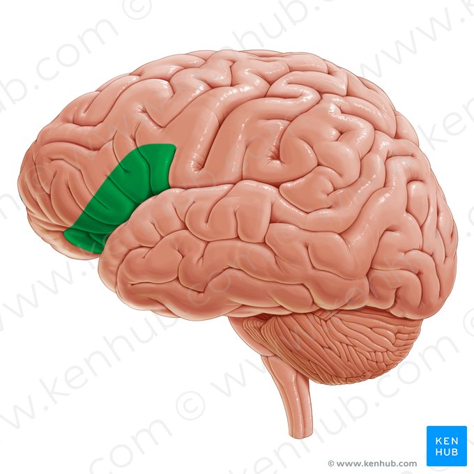 <p>Deel van de prefrontale cortex dat vooral betrokken is bij inhibitie (het stoppen of onderdrukken van gedrag) en meer basale controleprocessen binnen executieve functies.</p>