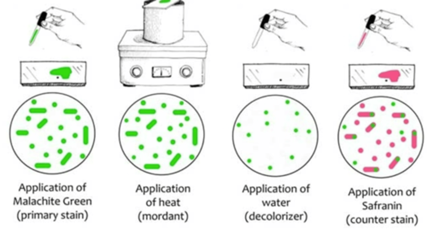 <p>1. non-spore</p><p>2. malachite green, 7 min</p><p>3. distilled</p><p>4. safranin 3 min</p><p>5. bibulous</p><p>6. oil immersion</p>