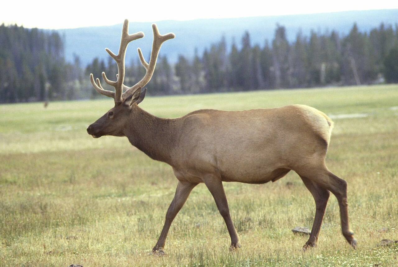 <p>Common Name</p>