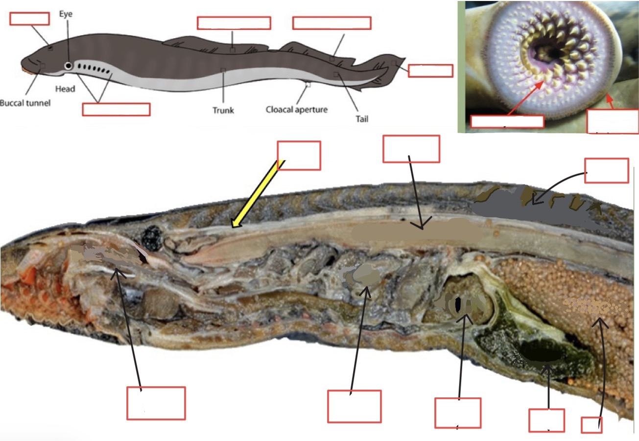 <p>lamprey structures and functions</p>