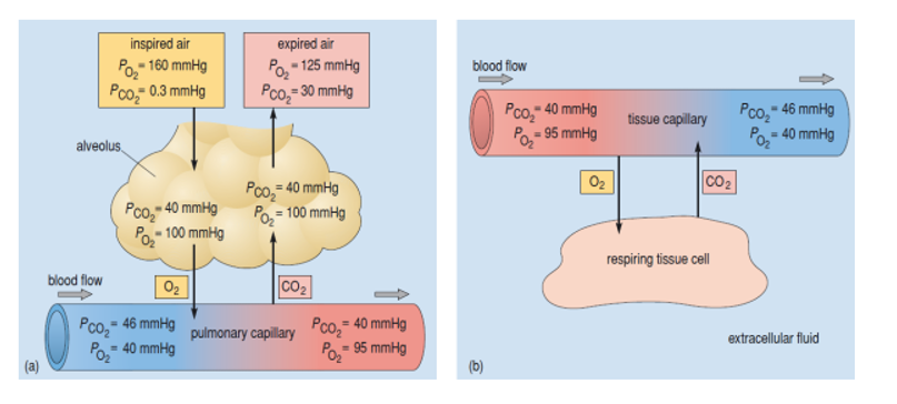 <p><span style="font-family: Calibri, sans-serif; line-height: 115%;">This is also true of the walls of the tiny ______ surrounding the alveoli (Figure 1) therefore carbon dioxide and oxygen can move by _______</span></p>