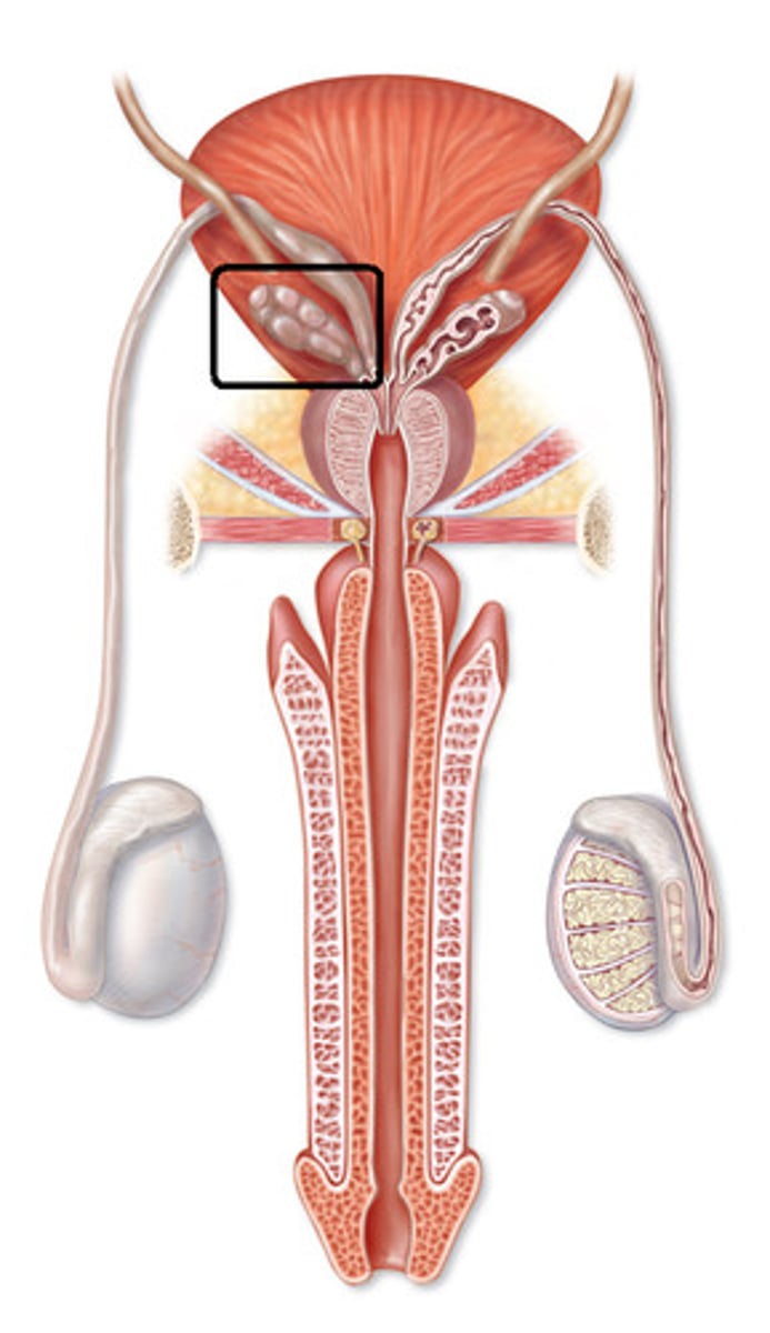 <p>Paired sac-like male exocrine glands that secrete fluid (a major component of semen) into the vas deferens</p>