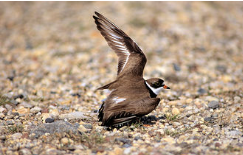 <p>-sender indicates a situation which is not real, sender benefits at the expense of receiver</p><p>anti-predator deception (e.g. plovers feigning injury near nest), </p><p>deceptive mimicry- deceptive predators and parasites, </p><p>sexual mimicry (males pretending to be females to gain sneaky matings)</p>