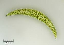 <p>Identify</p>