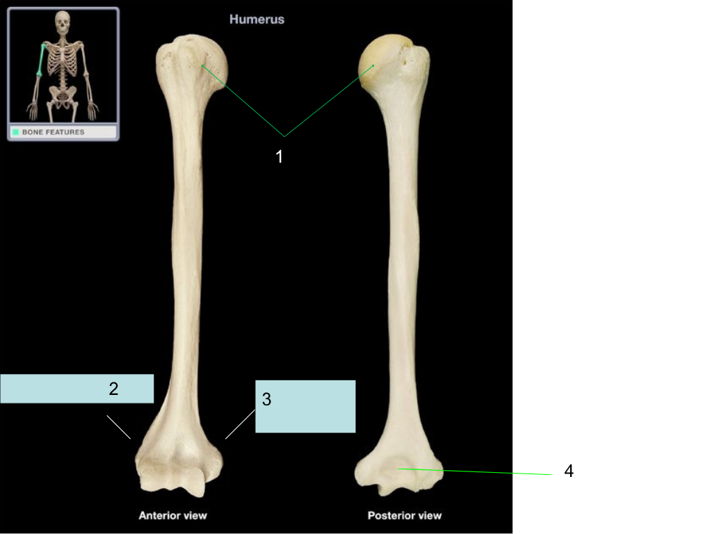 <p>what is #2 pointing at?</p>
