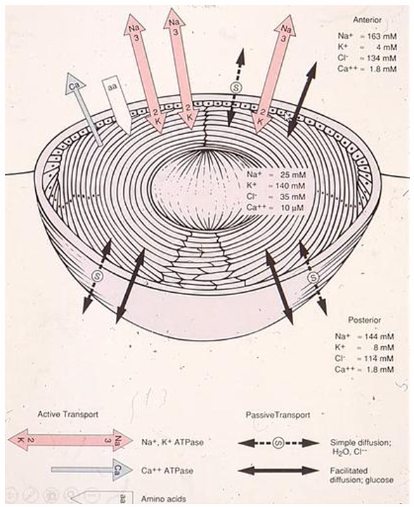 <ul><li><p>High potassium &amp; calcium</p></li><li><p>Low sodium &amp; chlorine</p></li></ul><p></p>