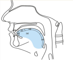 <p>Blade - behind the apex but before the dorsum</p>