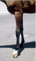 <p>What is wrong with this horse? How can you tell?</p>