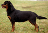 <p>welk type hond is dit</p>