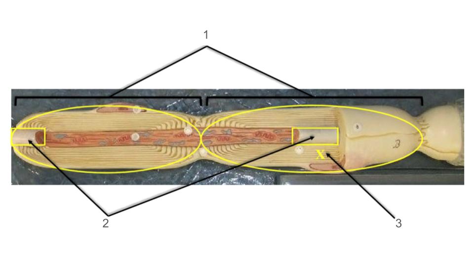 <p>2, layer</p>
