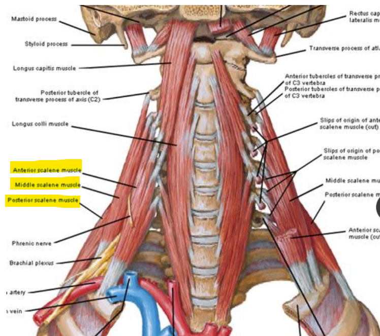 <p>O: post TP C4-7</p><p>I: sup surface 1st rib (post to groove for subclavian artery)</p><ul><li><p>elevate 1st rib + lat neck flex</p></li></ul><p>N: ventral rami C spinal Nerves</p><p></p>