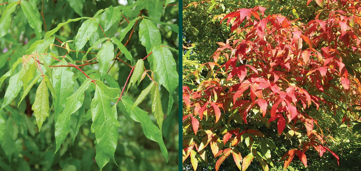 Acer triflorum