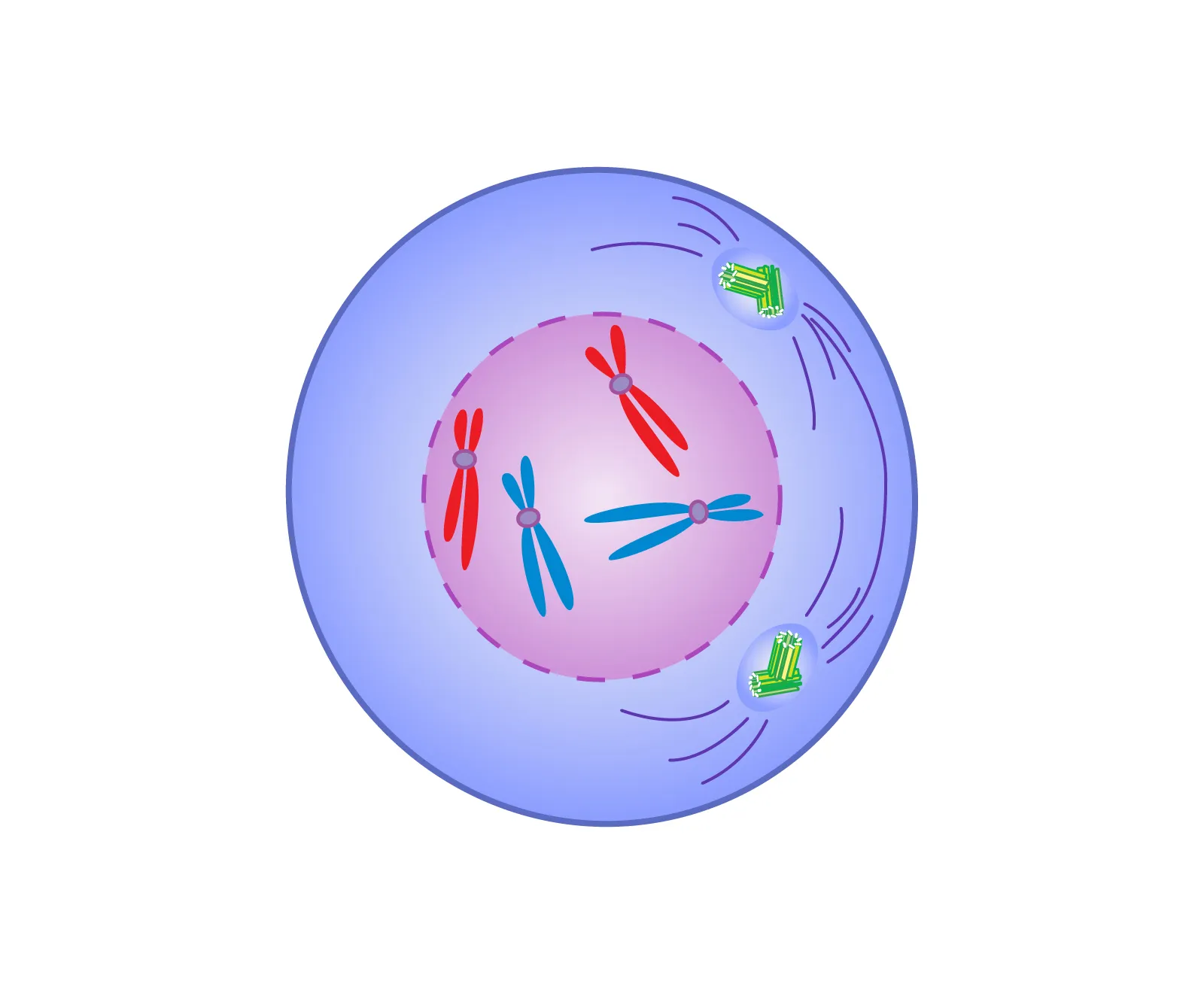 <p>Duplicated chromosomes are prepared for segregation & mitotic machinery is assembled</p><ul><li><p>chromosomal material condenses to form compact mitotic chromosomes (2 sister chromatids)</p><ul><li><p>held together wit a multi protein complex called cohesion</p></li></ul></li><li><p>cytoskeleton is disassembled and mitotic spindle is assembled</p></li><li><p>spindle formation</p></li><li><p>microtubules appear around each centrosome</p></li></ul><p></p>