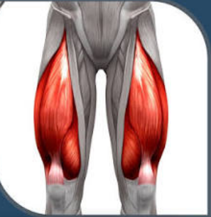 <p>What muscle is this?</p>