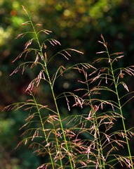 <p>native warm season grass. Tridens flavus</p>