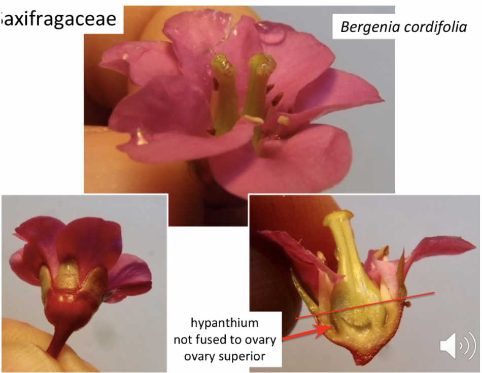 <p>Saxifragaceae</p>