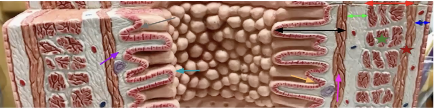 <p><strong>Small intestine</strong></p><p>Black: Mucosa</p><p>Grey: Simple columnar epithelium</p><p>Purple: Lamina propria</p><p>Pink: Muscularis mucosae</p><p>Orange: Intestinal crypts - secrete intestinal juice</p><p>Teal: Villi - increases surface area for absorption and digestion</p><p>Neon Green: Submucosa</p><p>Red: Muscularis externa</p><p>Green: Middle circular layer</p><p>Dark red: Outer longitudinal layer</p><p>Blue: Serosa</p>