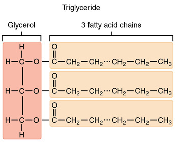 <p>Also called triglycerols (TAGs), 3 fatty acids linked to glycerol via ester linkage, hydrophobic</p><p>Functions: energy storage, physical padding, insulation</p>