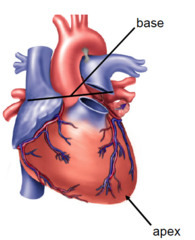 <p>Heart composition: Hollow, muscular, the size of a closed fist </p><p>Positioned at an angle, lies mostly on the right side, apex thumbs to the left</p><p>We listen to it on the left bc on the right, there are bones surrounding it</p><p>Location: Thoracic cavity, midline between the sternum anteriorly and verebrae </p>