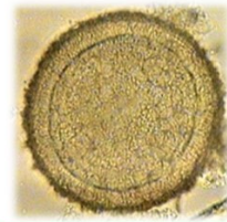 <p>Identify</p>