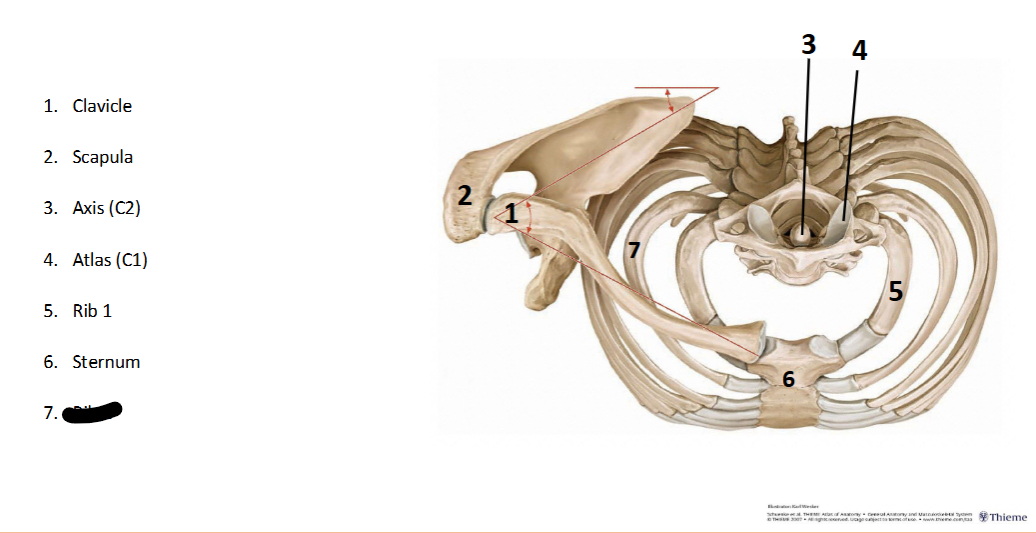 <p>What landmark within the <strong>Axial? </strong>(CENTRAL <strong>AXIS </strong>of <strong>BODY)</strong></p>