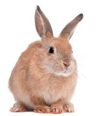 <p>rabbit</p>