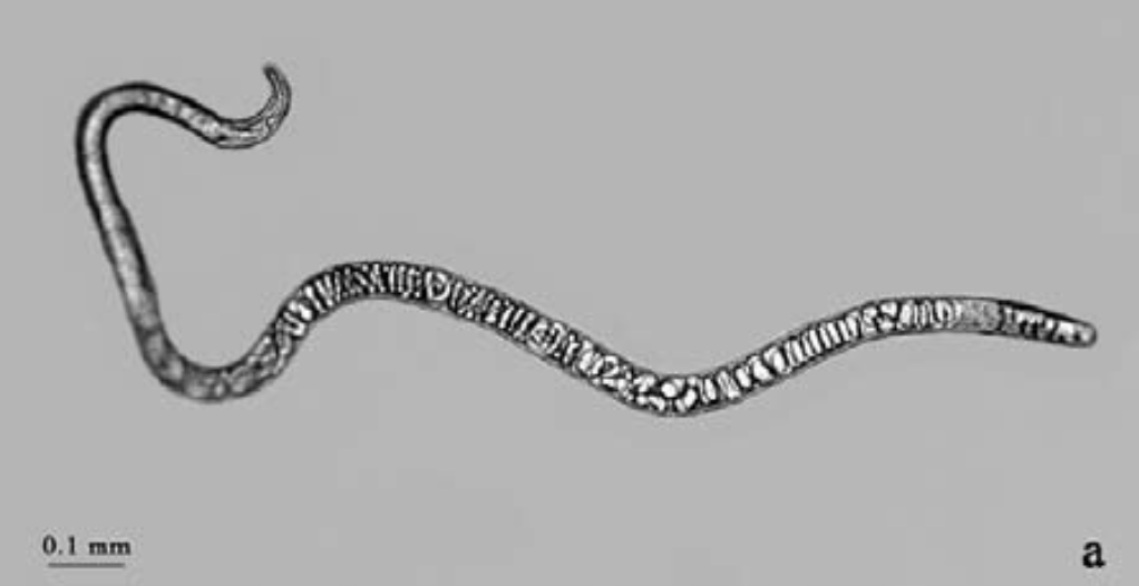 <ul><li><p>Sexual dimorphism, females are larger </p></li></ul><p></p>