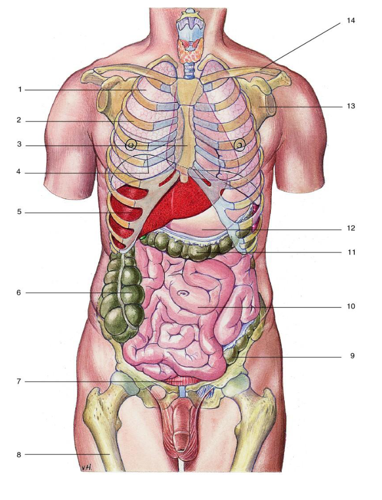 <p>14</p>