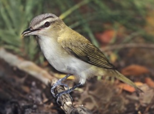 <p>Order: Passeriformes<br>Family: Vireonidae</p>
