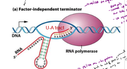 <p>Describe factor-independent termination of transcription in bacteria</p>