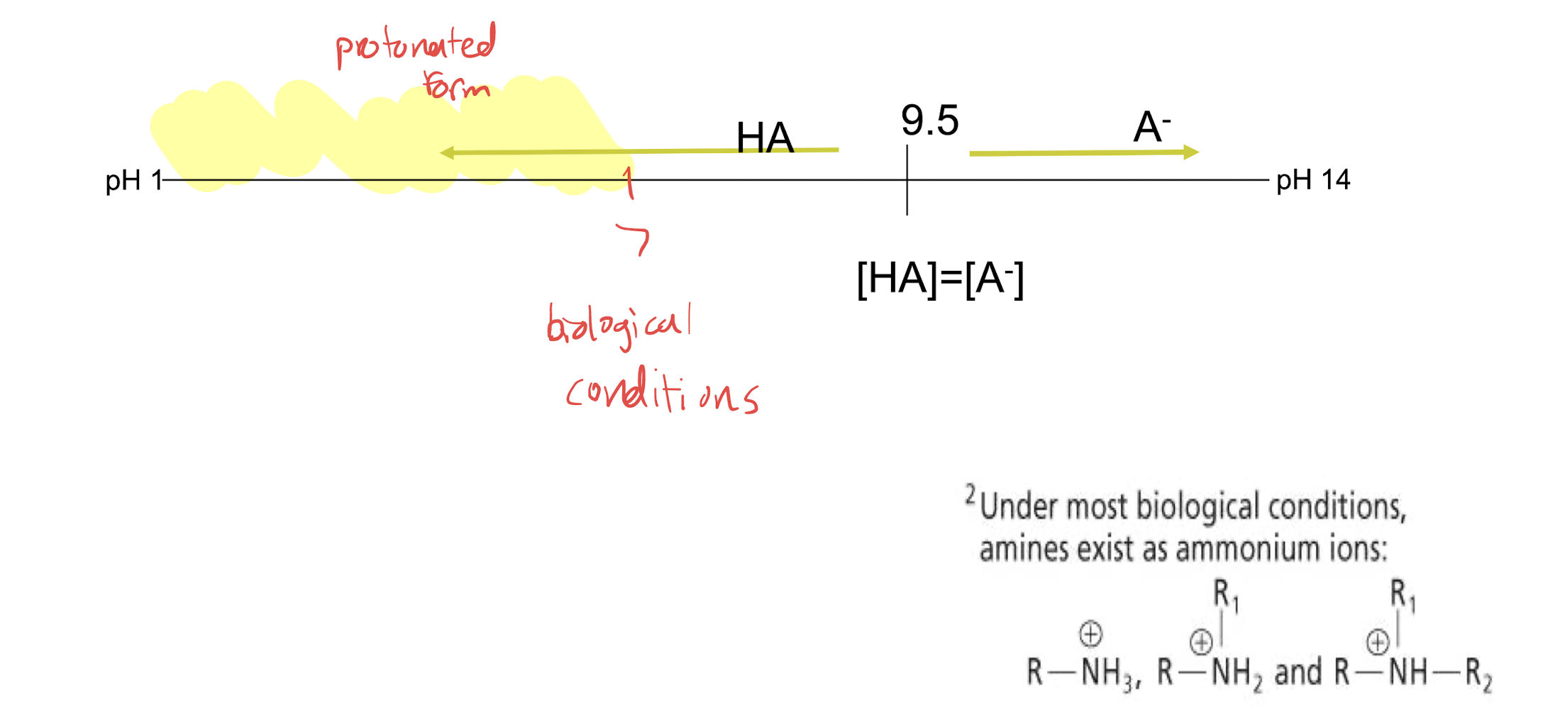 <p>9.5, basic. Protonated form</p>