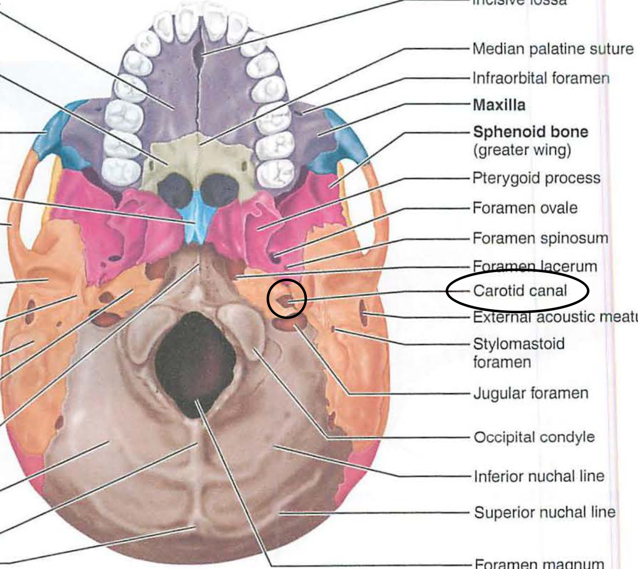 <p>ii. carotid canal</p>