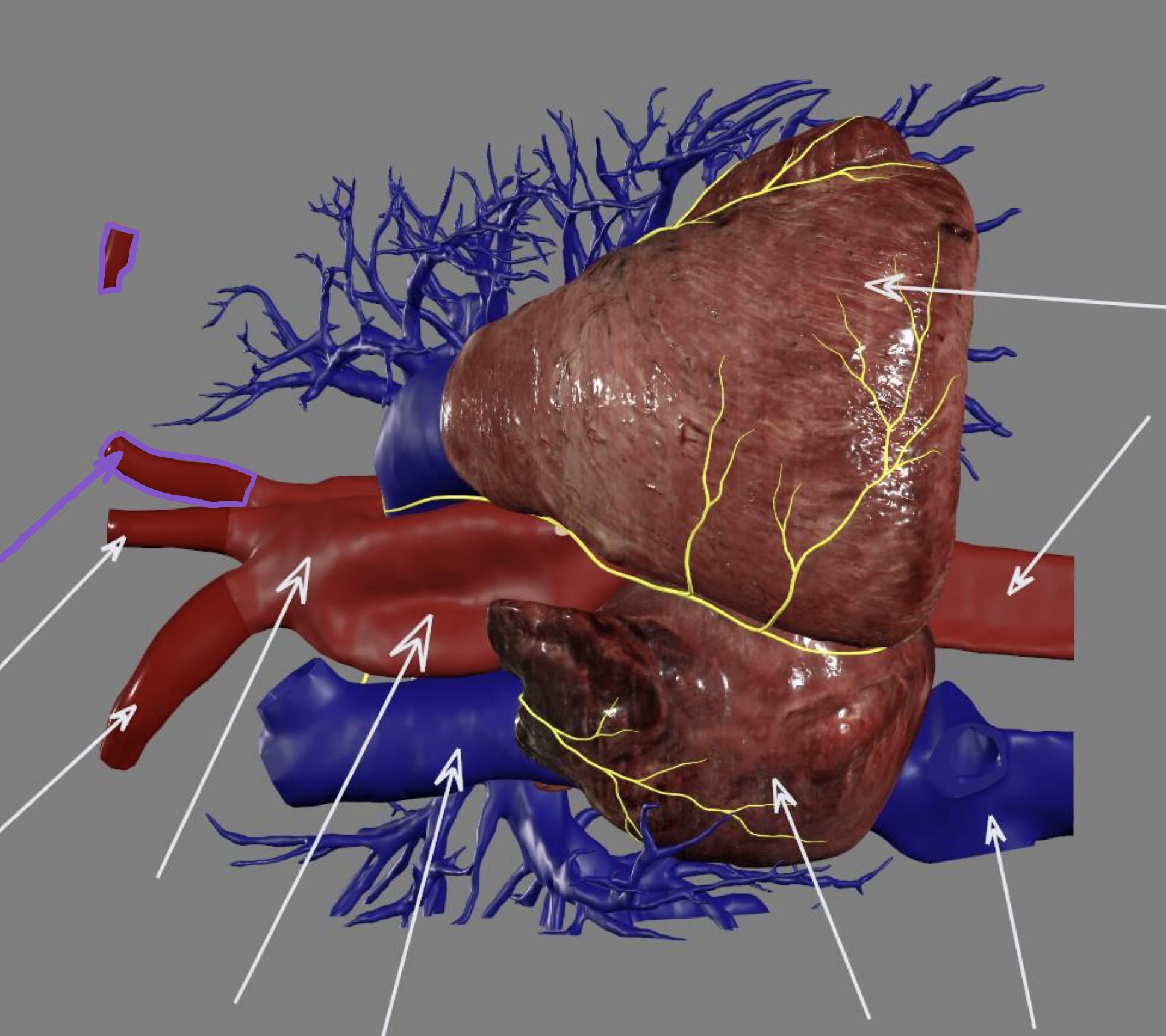 <p>great artery</p><ul><li><p>aortic arch</p></li></ul><p></p>