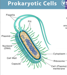 <p>A small, simple cell lacking a nucleus and membrane-bound organelles (e.g., Bacteria).</p>
