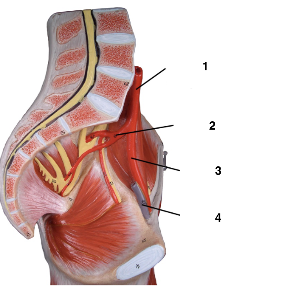 <p>Label these arteries and veins of the circulatory system</p>