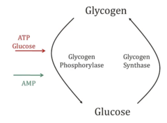<p>- AMP (signifies low energy) → Activates phosphorylase → glycogen broken down into glucose for energy/ATP</p>