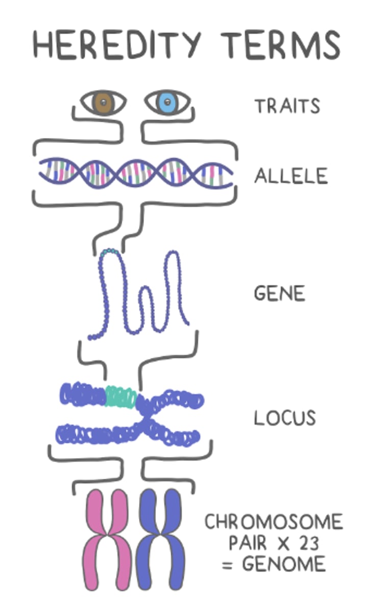 <p>locus</p>