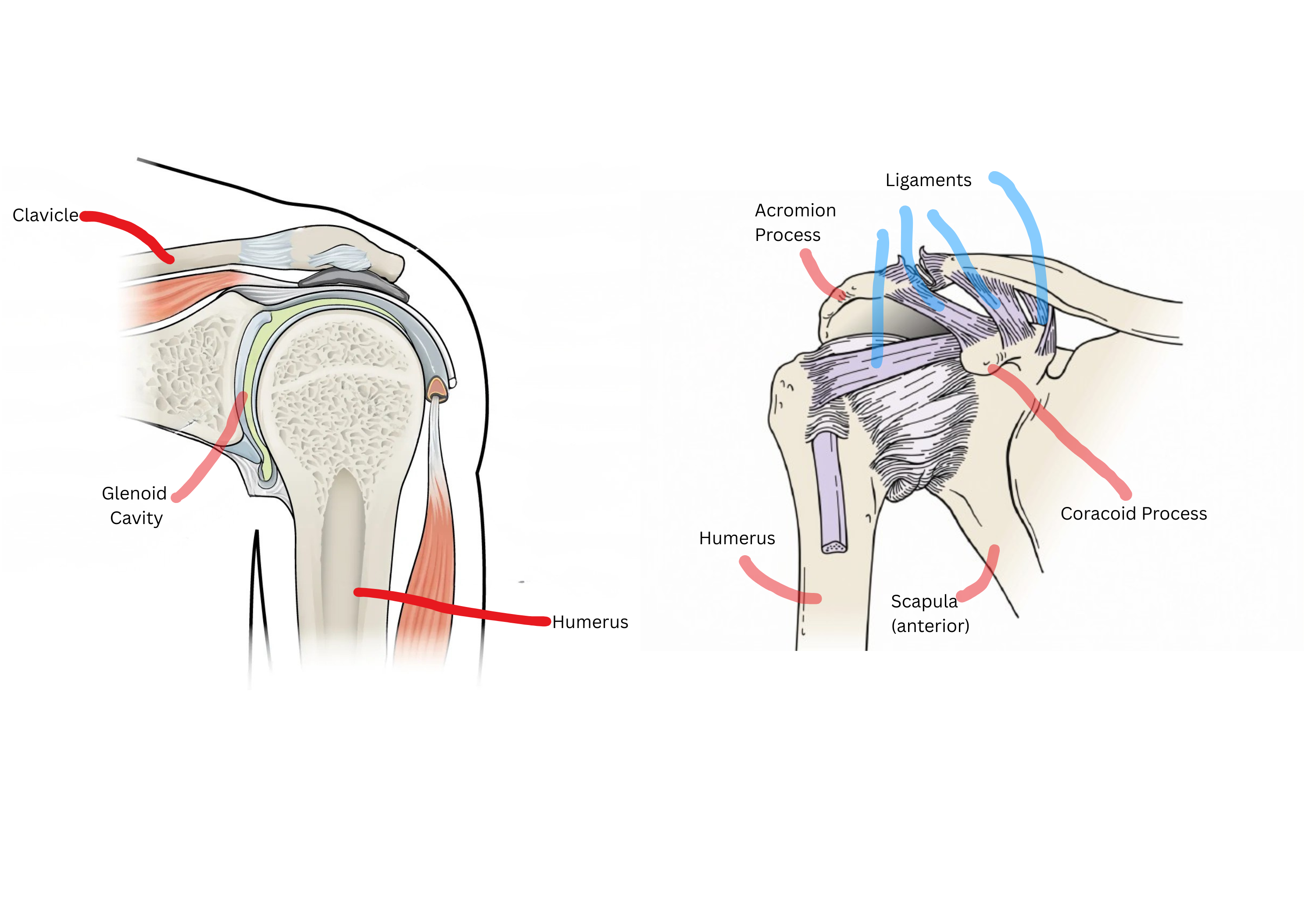<p><span style="background-color: transparent;">Humerus: upper arm bone</span></p><p><span style="background-color: transparent;">Scapula: shoulder blade</span></p><p><span style="background-color: transparent;">Glenoid cavity: the shallow socket on the scapula that the humerus head sits in</span></p><p><span style="background-color: transparent;">Coracoid process: hook-shaped bony bump on the scapula, for muscle attachment</span></p><p><span style="background-color: transparent;">Acromion process: bony tip of the scapula forming the point of the shoulder</span></p><p><span style="background-color: transparent;">Ligaments: loose and few — allows lots of movement but gives little stability </span></p>