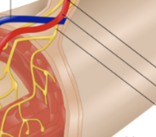 <p>Last layer of GIT, forms abdominal wall. Simple squamous epithelium + serosa membrane connective tissue. Continually produces watery secretions that lubricate peritoneal surface. Two layers of mesentery. </p>
