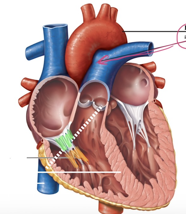 <p>Internal Anatomy - Right Ventricle (Part 1)</p>