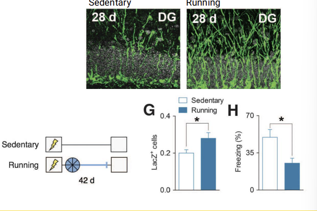 <p>Used the finding the exercises increases neurogenesis →<br>Description - Contextual fear conditioning - Some get exposure to the running wheel - Tested <br>Results </p><img src="https://assets.knowt.com/user-attachments/e80e7133-3006-4ec6-8946-6741eca5a46f.png" data-width="50%" data-align="center" alt="knowt flashcard image"><p><br>Found that those who did more exercise displayed memory loss. <br>INTERPRETATION - suggest that the hypothesis is accurate.</p>