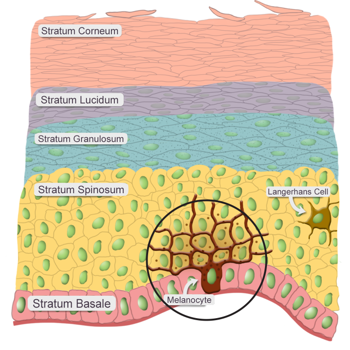 <p>Stratum basal (basement membrane and is closest to the dermis)</p>