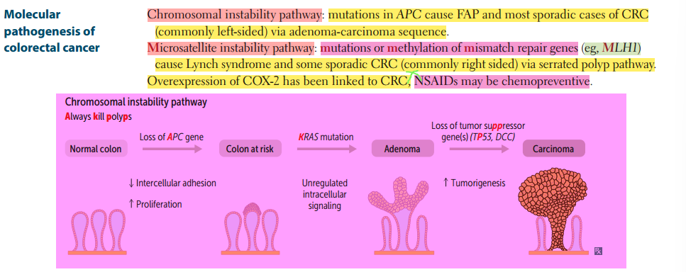 <p>Chromosome instability pathway: APC → Risky → KRAS → Adenoma → p53 → Carcinoma </p><p>Microsatellite instability pathway: MLH1 or MSH mutations</p>