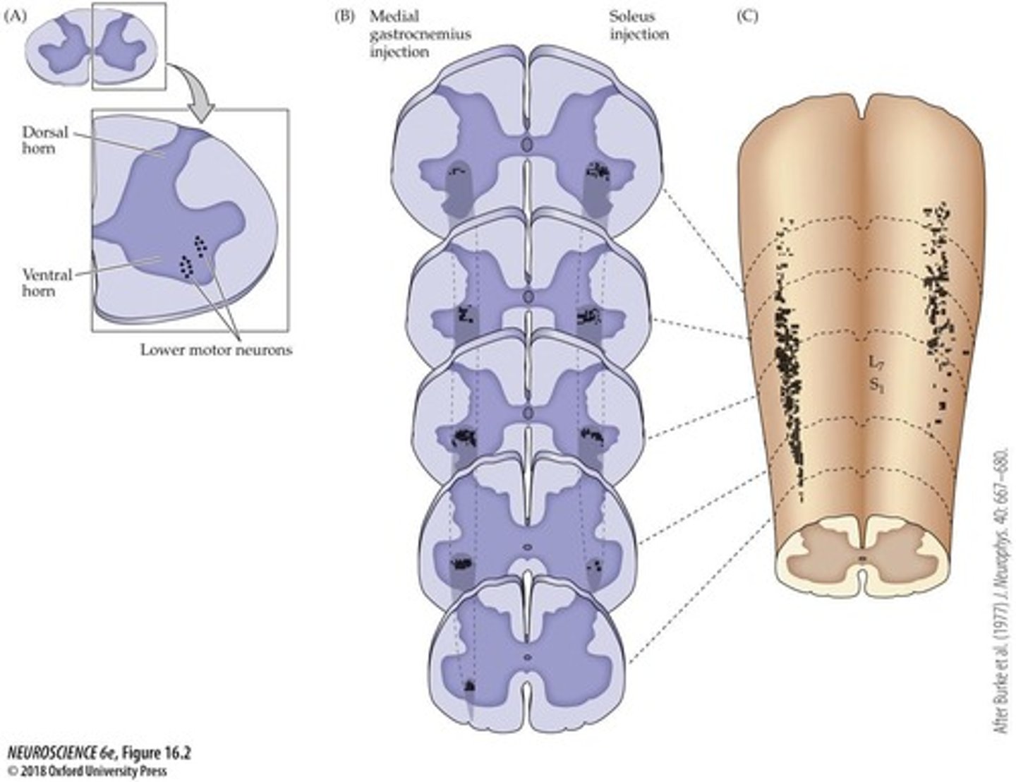 <p>Lower motor neuron cell bodies are located in the spinal cord's ventral horn and in the motor nuclei of cranial nerves in the brainstem.</p>